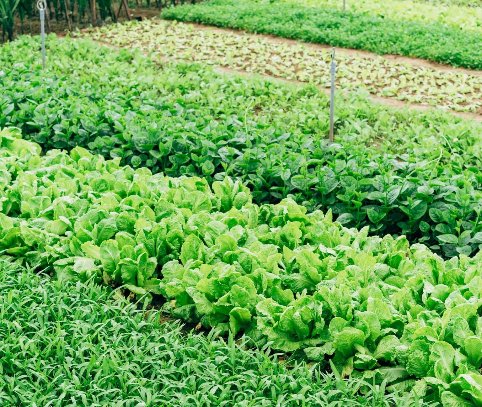 Agriculture Value Chain Loans